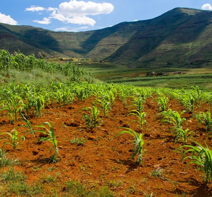 Agricultural field, with crops growing in the foreground and throughout, and hills in the background