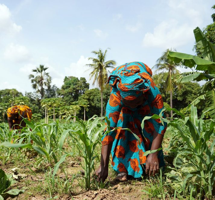 Woman in bright blue and orange clothes harvesting crops from the ground