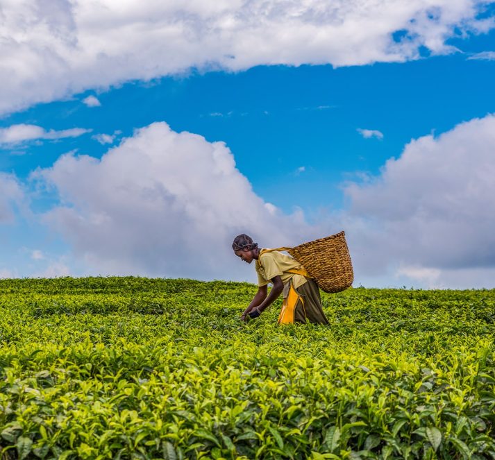 Woman harvesting crops, with a basket on her back