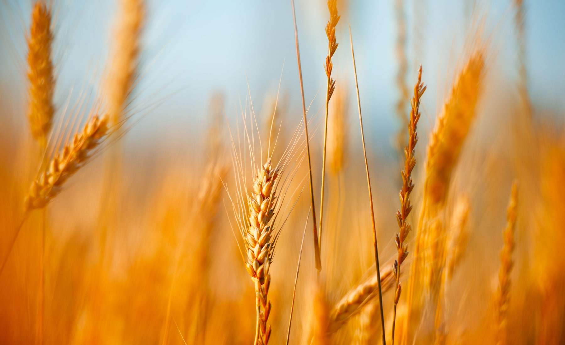 Close up of a field of wheat