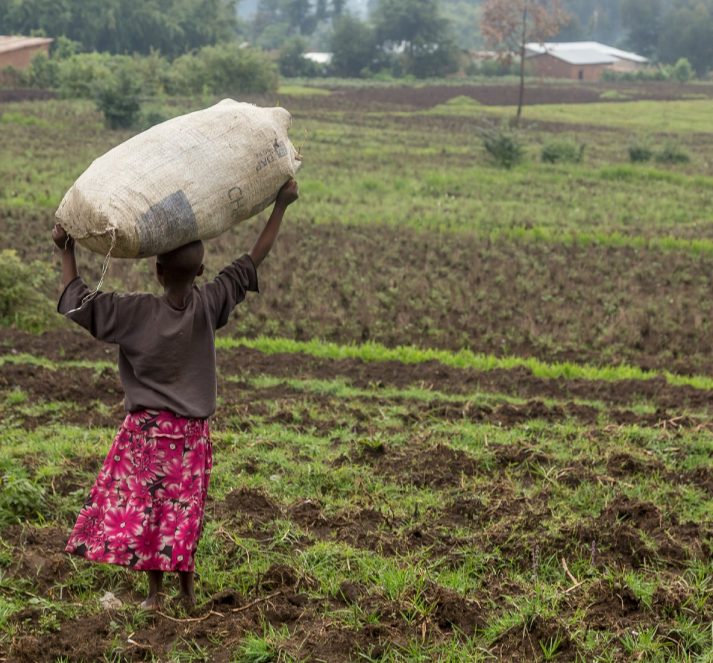 Young child with pink floral dress carrying a large sack above their head, whilst walking through fields