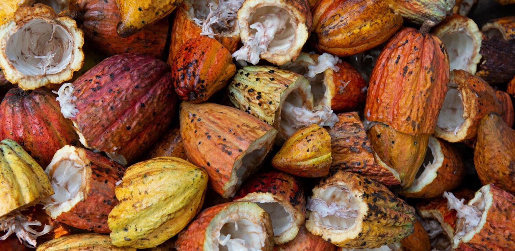 Pile of broken cocoa beans piled up