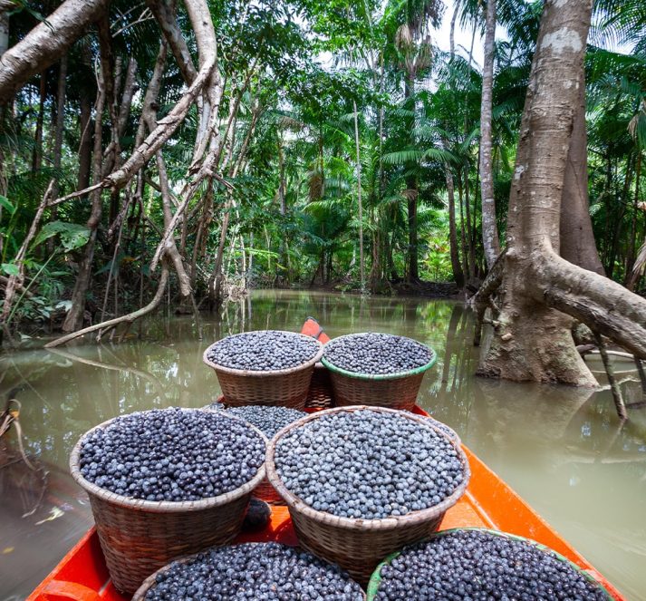 Harvested fruits and berries in baskets, on a boat floating through the river with trees surrounding