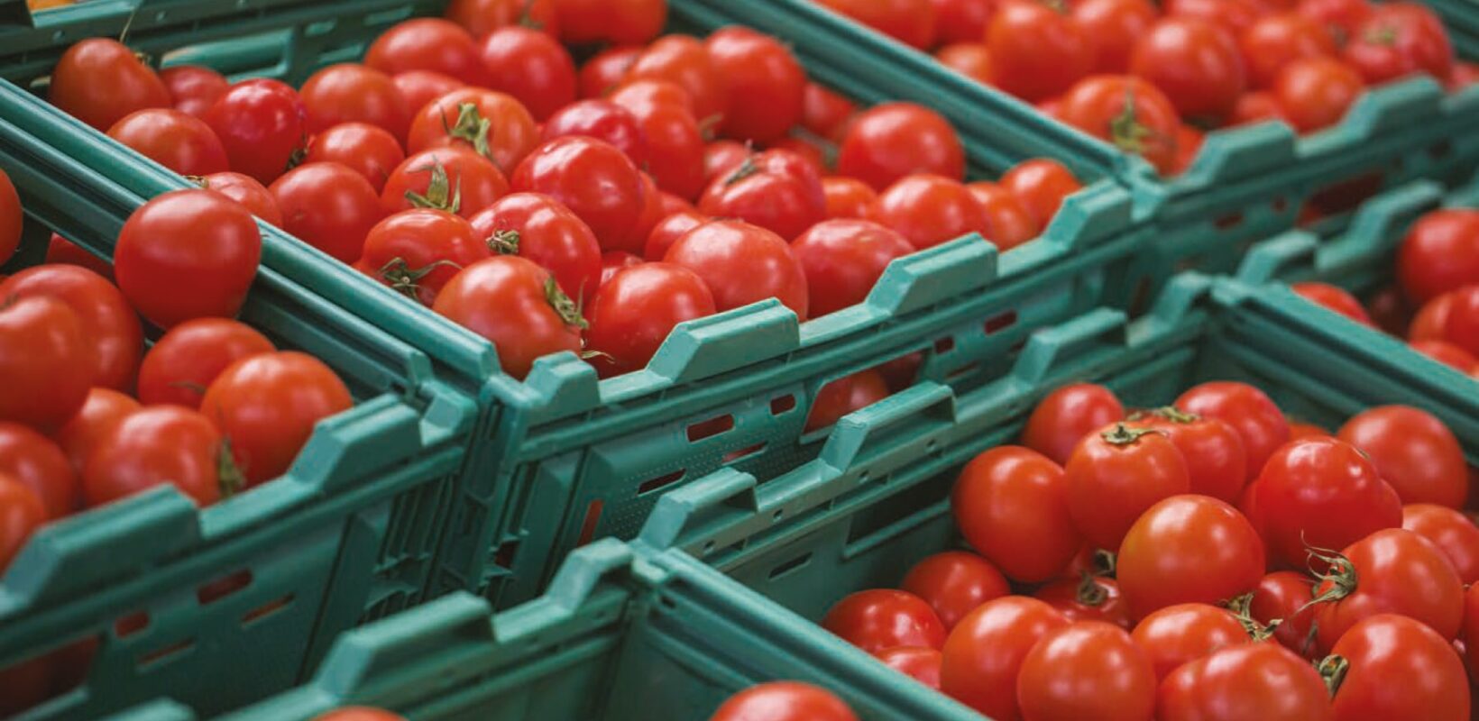 Green boxes containing tomatoes