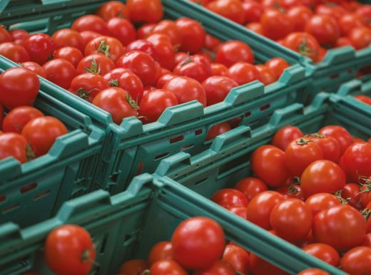 Green boxes containing tomatoes