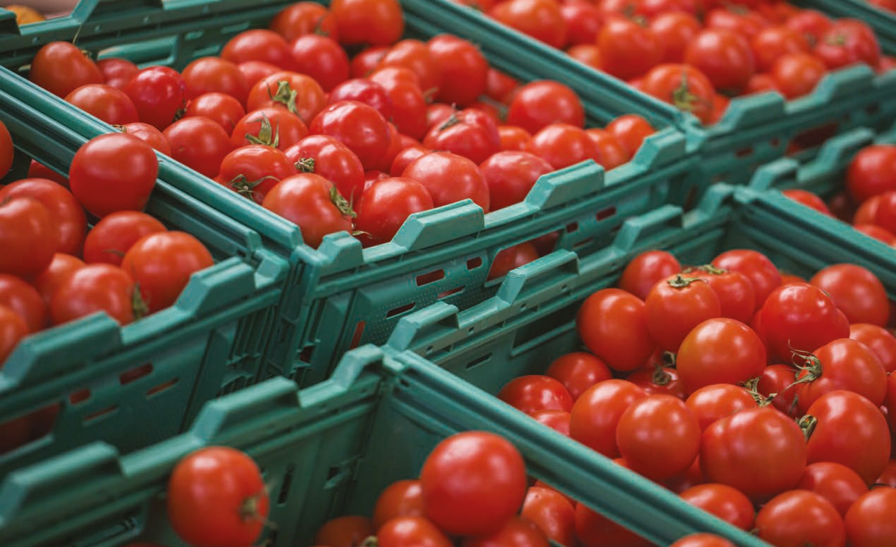 Green boxes containing tomatoes