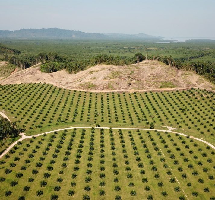 Palm oil forest