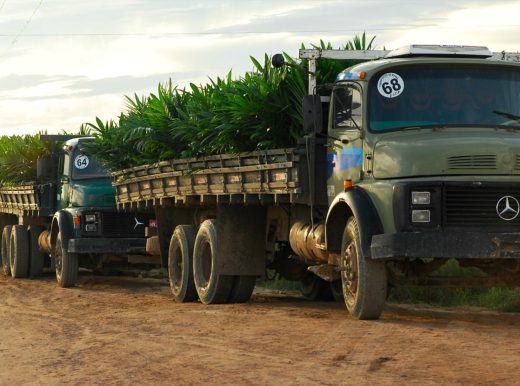 Green Mercedes trucks parked on a dirt road with Palm tree plants in the back
