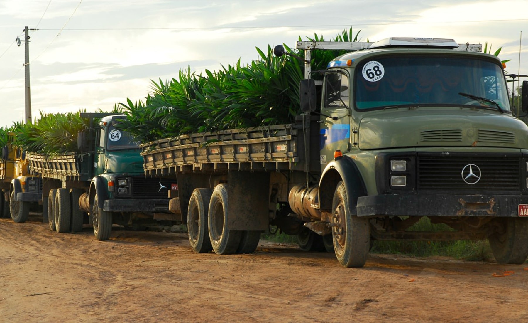 Small palm trees being grown, and a sign in the foreground