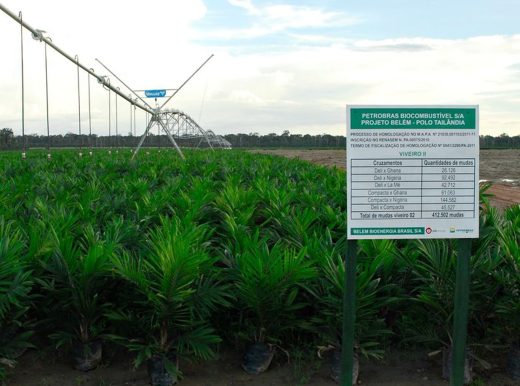 Small palm trees being grown, and a sign in the foreground