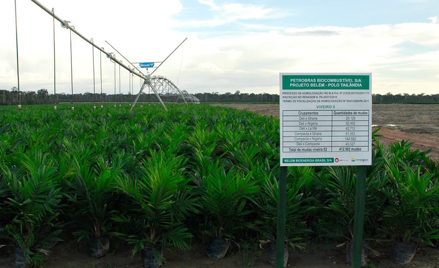 Small palm trees being grown, and a sign in the foreground