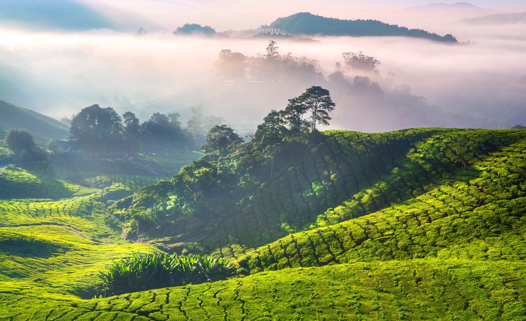 Agricultural farming landscape with foggy sky above the trees