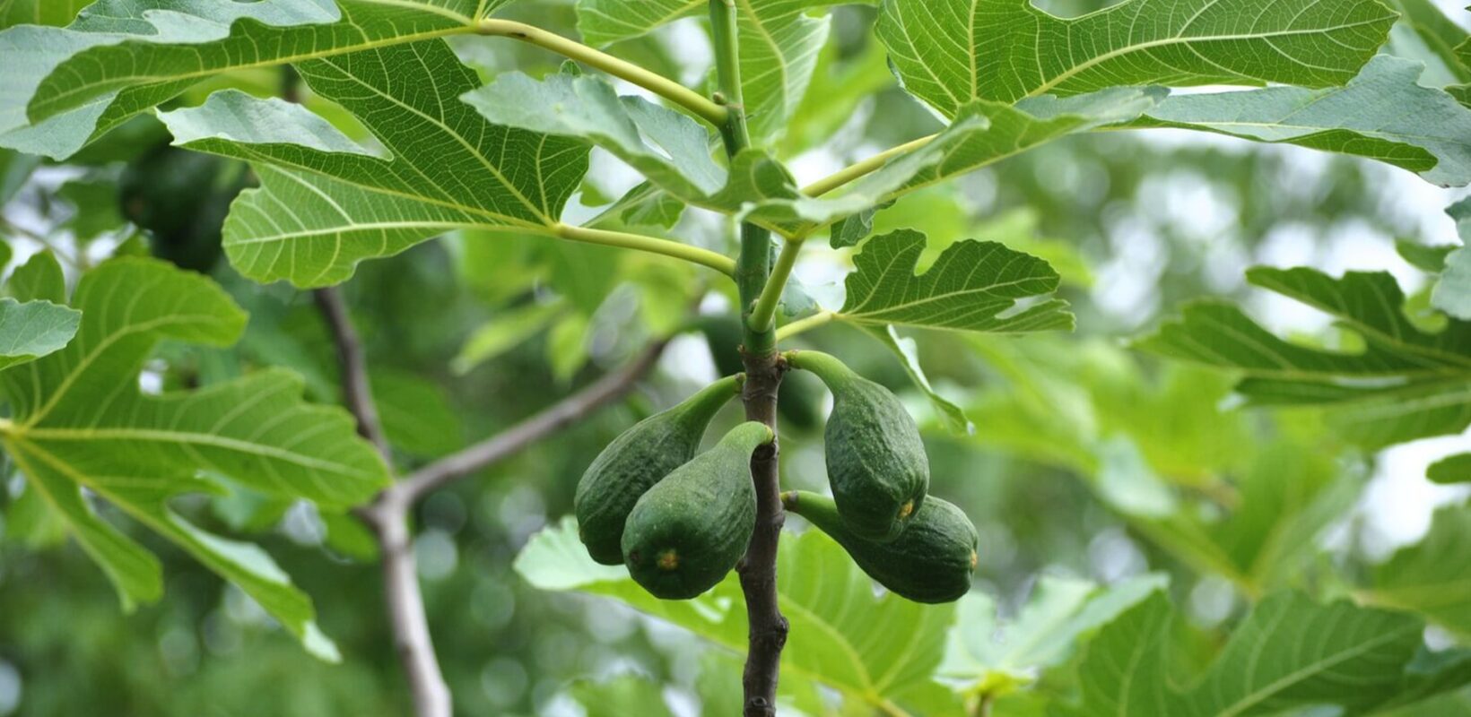 Avocado fruit at early stages of growth