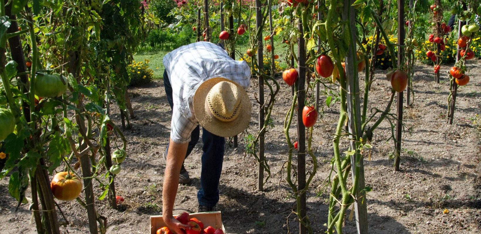 A man with a hat picking tomatoes from the tomato plants and putting them into wooden basket