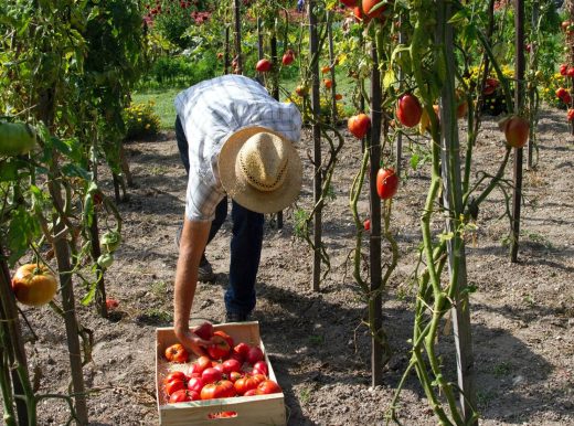 A man with a hat picking tomatoes from the tomato plants and putting them into wooden basket