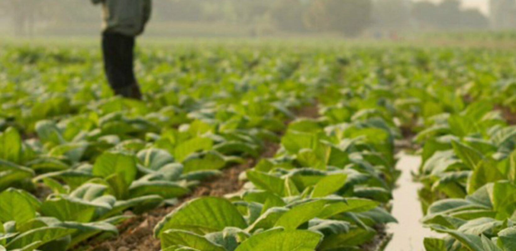 Field of small leafy crops. Person in the background looking at the crops.