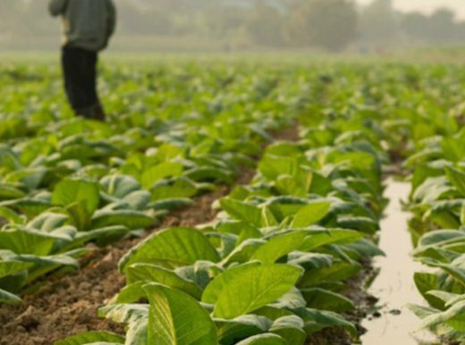 Field of small leafy crops. Person in the background looking at the crops.